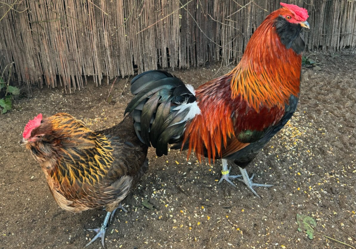 Gallina e gallo di razza appenzellese barbuta