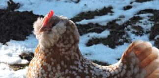 Barbuta di Turingia: antica gallina tedesca con barba e favoriti Gallina razza Barbuta di Turingia