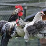 Gallina Bassette: la piccola ovaiola belga dal cuore grande Gallina razza Bassette