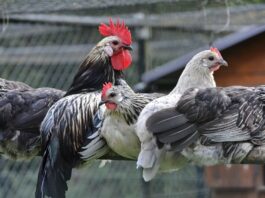 Gallina razza Bassette