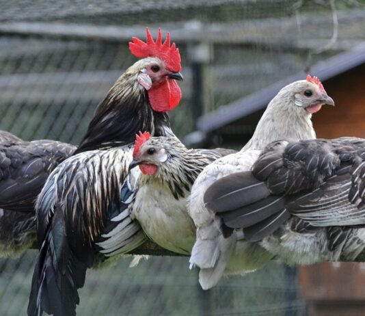 Gallina razza Bassette