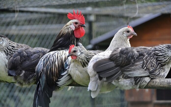 Gallina razza Bassette Gallina razza Bassette