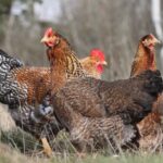 Gallina Bielefelder: la razza tedesca autosessabile che depone anche d’inverno Gallina razza Bielefelder