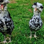 Gallina Houdan: razza ciuffata francese dalle cinque dita Gallina Houdan: razza ciuffata francese dalle cinque dita