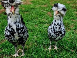 Gallina Houdan: razza ciuffata francese dalle cinque dita