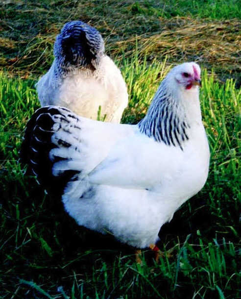 Galline Delaware dal caratteristico piumaggio bianco candido striato di nero