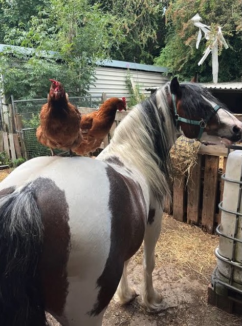 Galline e cavalli in stalla insieme