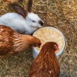 Le galline possono stare con i conigli? Guida completa alla convivenza Galline e conigli possono stare insieme? Guida completa alla convivenza