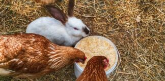 Le galline possono stare con i conigli? Guida completa alla convivenza Galline e conigli possono stare insieme? Guida completa alla convivenza