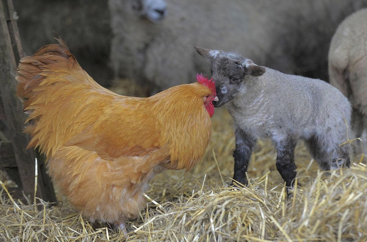 Galline e pecore insieme nella stalla