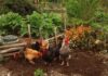 Galline in permacultura: come impiegarle e perché sono utili Galline in permacultura: come impiegarle e perché sono utili