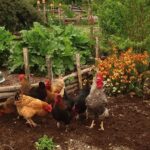 Galline in permacultura: come impiegarle e perché sono utili Galline in permacultura: come impiegarle e perché sono utili