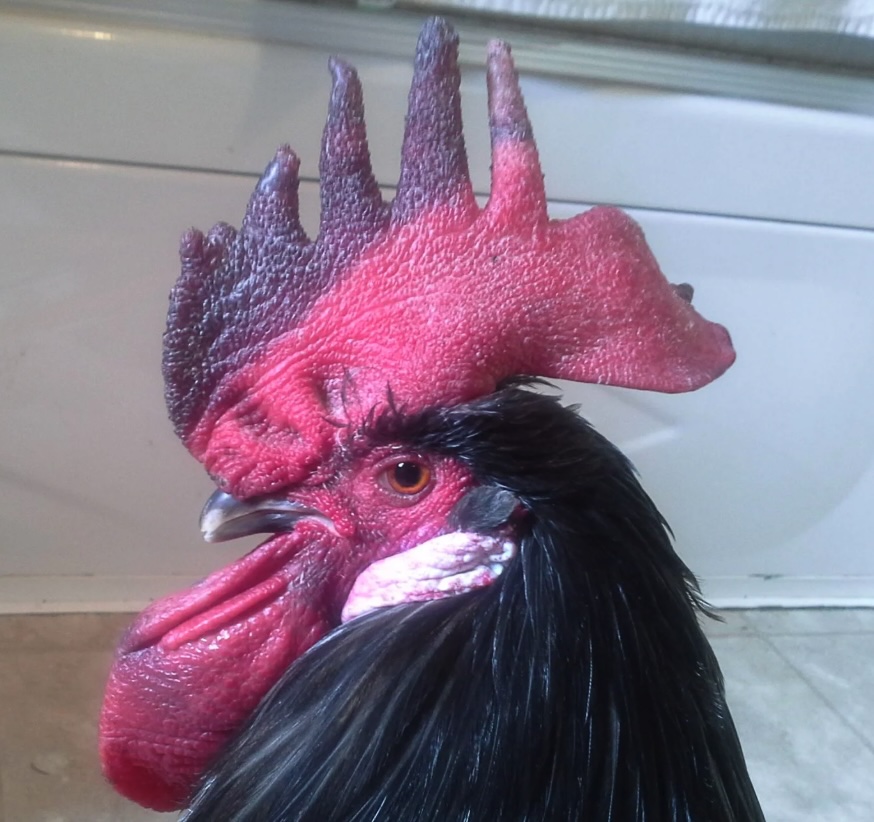 Esempio di gallo con punte della cresta scure a seguito di congelamento