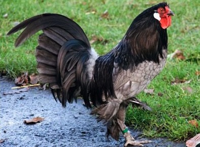 Bellissimo esemplare di gallo razza Breda