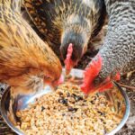 Integratori alimentari per galline: vitamine, proteine, calcio e omega3 Integratori alimentari per galline: vitamine, proteine, calcio e Omega3