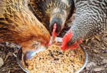 Integratori alimentari per galline: vitamine, proteine, calcio e omega3 Integratori alimentari per galline: vitamine, proteine, calcio e Omega3
