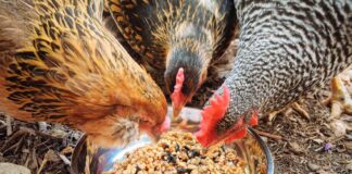 Integratori alimentari per galline: vitamine, proteine, calcio e omega3 Integratori alimentari per galline: vitamine, proteine, calcio e Omega3
