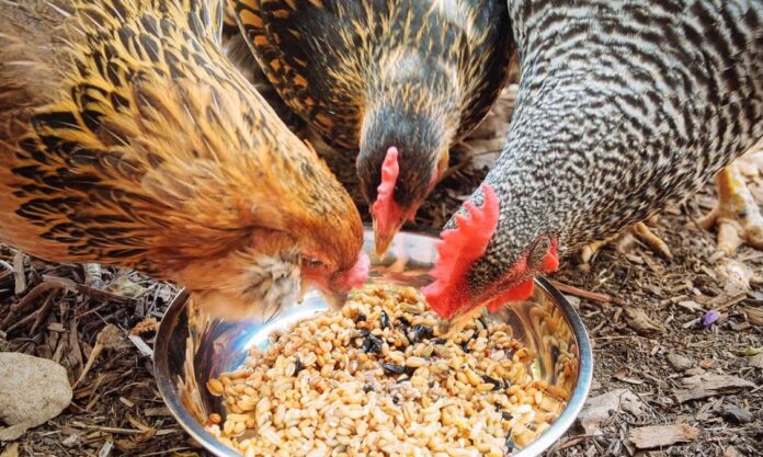 Integratori alimentari per galline: vitamine, proteine, calcio e Omega3 Integratori alimentari per galline: vitamine, proteine, calcio e Omega3