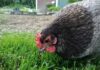 I 5 sensi nelle galline: come funzionano e differenze con altri avicoli I 5 sensi nelle galline: come vedono, sentono, toccano, gustano e annusano