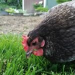 I 5 sensi nelle galline: come funzionano e differenze con altri avicoli I 5 sensi nelle galline: come vedono, sentono, toccano, gustano e annusano