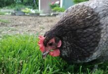 I 5 sensi nelle galline: come funzionano e differenze con altri avicoli I 5 sensi nelle galline: come vedono, sentono, toccano, gustano e annusano