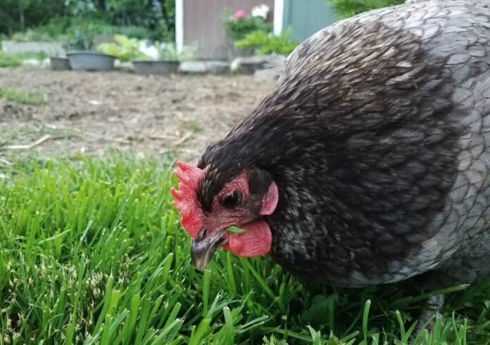 I 5 sensi nelle galline: come vedono, sentono, toccano, gustano e annusano I 5 sensi nelle galline: come vedono, sentono, toccano, gustano e annusano