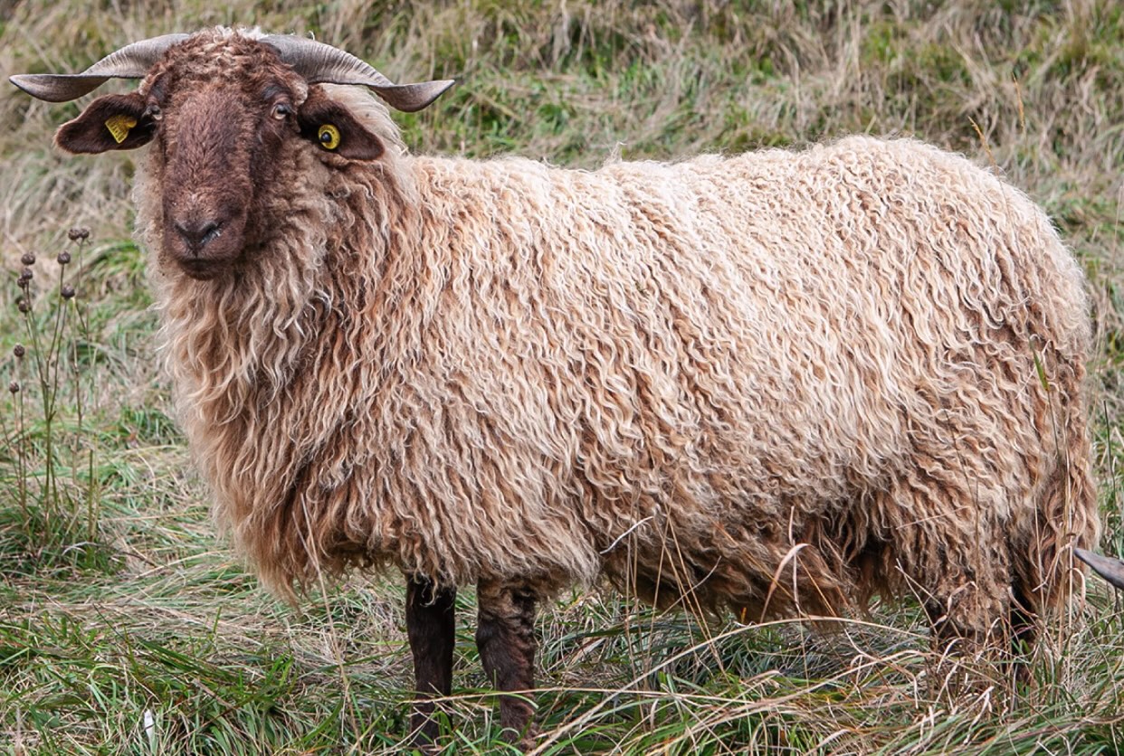 Pecora Roux du Valais (pecora rossa del Vallese)