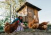 Quanto costa allevare galline in modo domestico? Esempi e calcolo spese Quanto costa allevare galline in un pollaio domestico? Esempi reali con calcolo di tutte le spese