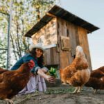 Quanto costa allevare galline in modo domestico? Esempi e calcolo spese Quanto costa allevare galline in un pollaio domestico? Esempi reali con calcolo di tutte le spese