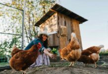 Quanto costa allevare galline in modo domestico? Esempi e calcolo spese Quanto costa allevare galline in un pollaio domestico? Esempi reali con calcolo di tutte le spese