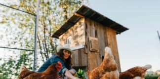 Quanto costa allevare galline in modo domestico? Esempi e calcolo spese Quanto costa allevare galline in un pollaio domestico? Esempi reali con calcolo di tutte le spese