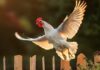 Ali delle galline (e di altri avicoli): anatomia, volo, usi e problemi Ali e volo nelle galline: tutto quello da sapere