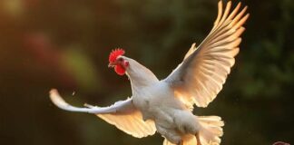 Ali delle galline (e di altri avicoli): anatomia, volo, usi e problemi Ali e volo nelle galline: tutto quello da sapere