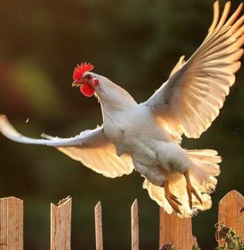 Ali delle galline (e di altri avicoli): anatomia, volo, usi e problemi Ali e volo nelle galline: tutto quello da sapere