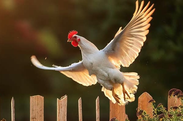 Ali e volo nelle galline: tutto quello da sapere Ali e volo nelle galline: tutto quello da sapere