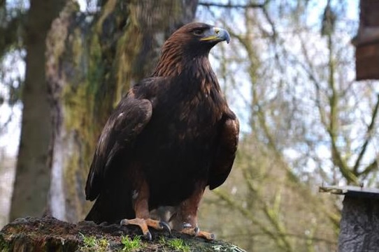 Aquila, rapace predatore di galline