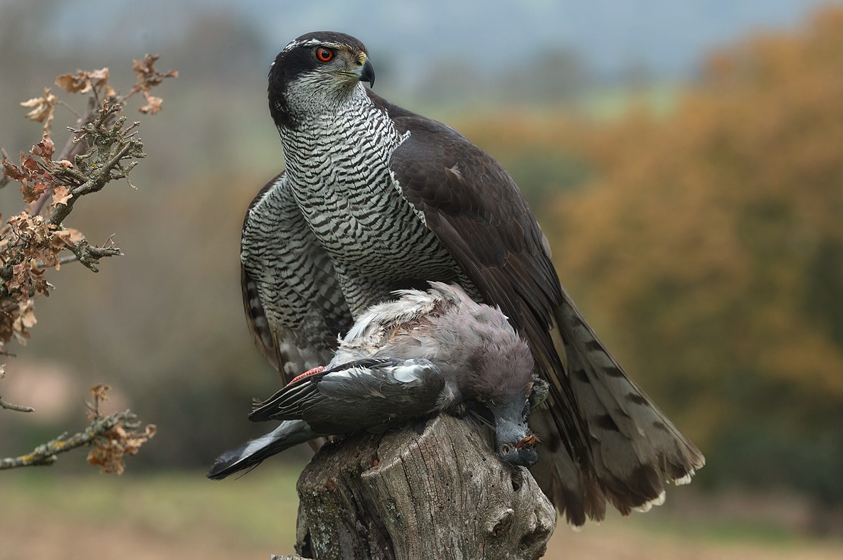 Astore, rapace predatore di galline