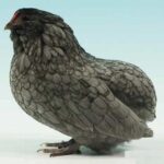 Barbuta di Grubbe: gallina nana belga senza coda Barbuta di Grubbe razza gallina