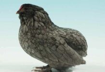 Barbuta di Grubbe: gallina nana belga senza coda Barbuta di Grubbe razza gallina