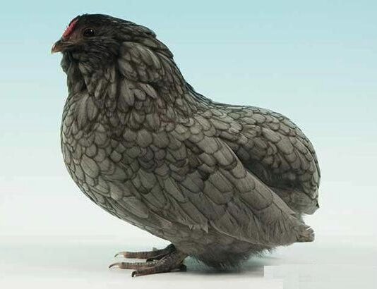 Barbuta di Grubbe: gallina nana belga senza coda Barbuta di Grubbe razza gallina