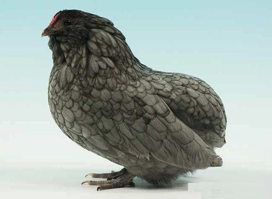 Barbuta di Grubbe razza gallina Barbuta di Grubbe razza gallina