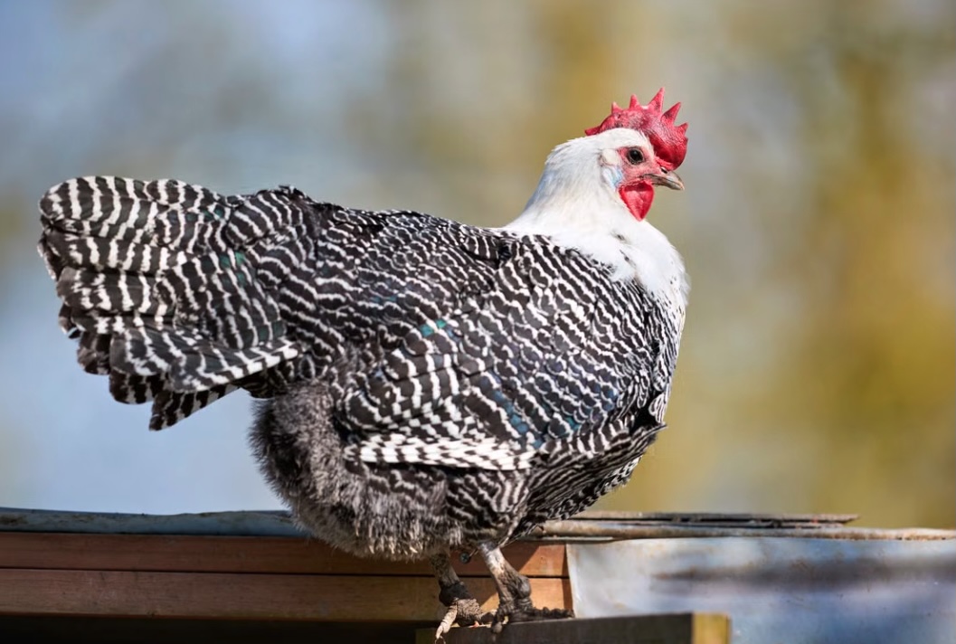 Gallina di razza fiamminga Braekel