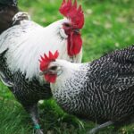 Braekel: la gallina fiamminga dal piumaggio barrato, ottima ovaiola Braekel, razza gallina