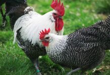 Braekel: la gallina fiamminga dal piumaggio barrato, ottima ovaiola Braekel, razza gallina