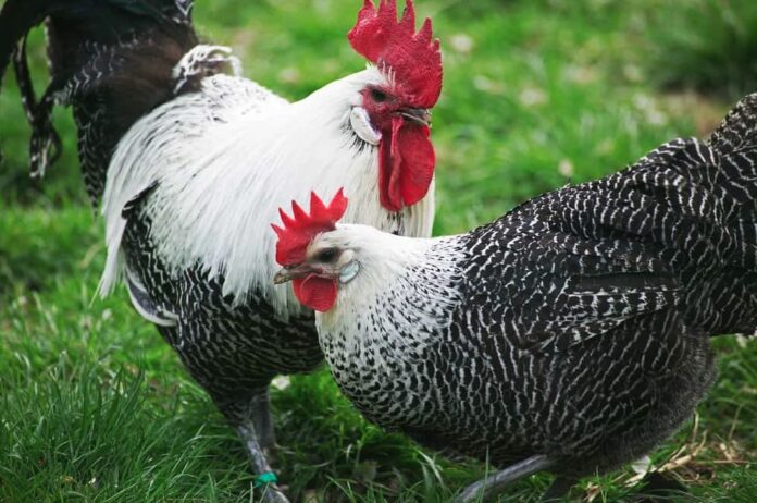 Braekel, razza gallina Braekel, razza gallina