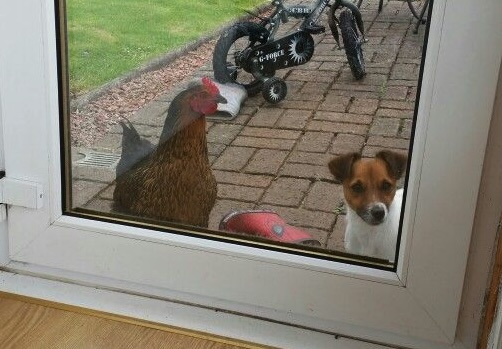 Cane Jack Russell con gallina