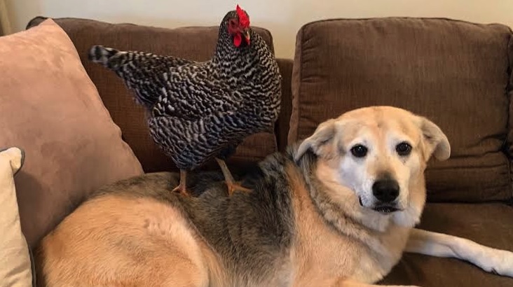 Cane e gallina insieme in casa