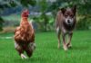 Cane: perché può attaccare le galline, la sua “firma” e la difesa del pollaio Cane: perché può attaccare le galline
