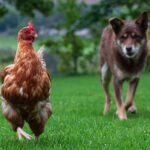 Cane: perché può attaccare le galline, la sua “firma” e la difesa del pollaio Cane: perché può attaccare le galline