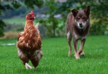 Cane: perché può attaccare le galline, la sua “firma” e la difesa del pollaio Cane: perché può attaccare le galline